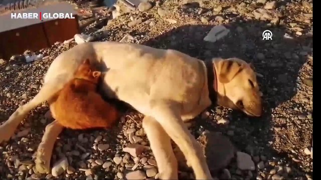 Zonguldak'ta inşaat işçileri tedavi ettirmişti: Sahiplenilen köpek ile kedi arkadaş oldu