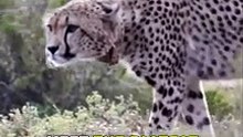 Cheetah _ The Fastest Animal On Earth