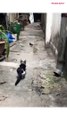 Cat catching a bird __ Amazing hunter cat __ Cat attack on bird __ Cat vs sperrow