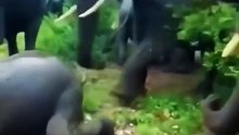 wild elephants angry movement