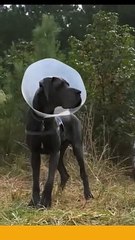 Dogs vs Eagle (Please Subscribe )