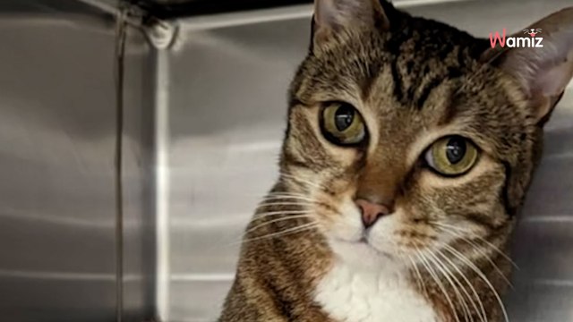 Une famille arrive le cœur brisé au refuge : ils ont une demande pour leur chat qui fait pleurer 10,4K personnes (vidéo)