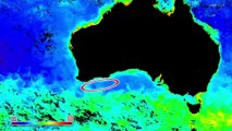 オーストラリア シロナガスVSシャチ奇跡の海に巨大生物が集う：ワイルドライフ