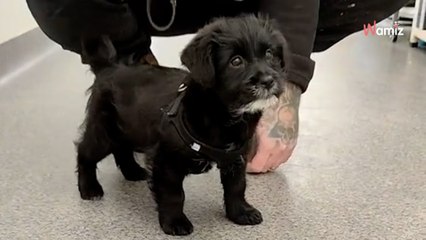 Zawiercie: „nietrafiony prezent”prosto spod choinki trafił do… schroniska