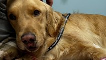 États-Unis : l’émouvant sauvetage de Leo, un golden retriever tombé d’une falaise de 90 m