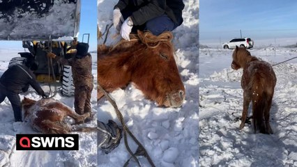 Heroes rescue pregnant horse stuck in hole in the snow