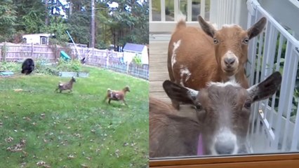 Goats Outrun BLACK BEAR!