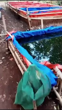 Persiapan bersih-bersih kolam untuk pemijahan kembali, mumpung banyak air