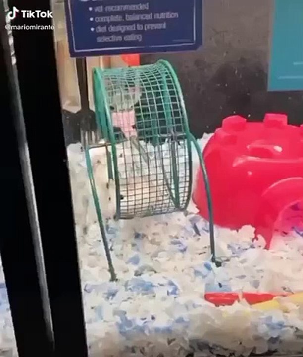Hamster Spin