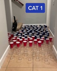 Which One Is Your Favourite cats.billy