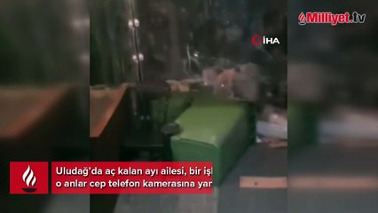 Uludağ’da aç kalan ayı ailesi işletmeye girmeye çalıştı