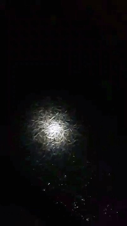 Setelah melakukan pergantian air kolam, ikan lele terlihat sehat dan gesit