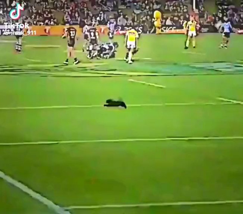 the pro cat 