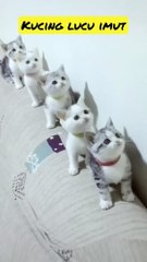 Video kucing lucu menggemaskan