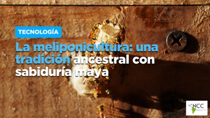 La meliponicultura: una tradición ancestral con sabiduría maya
