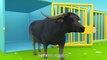 Animal Dance Song - Farm Animals Cartoon for Kids _ Super Sumo Nursery Rhymes & Kid Song-2024 - Super Sumo
