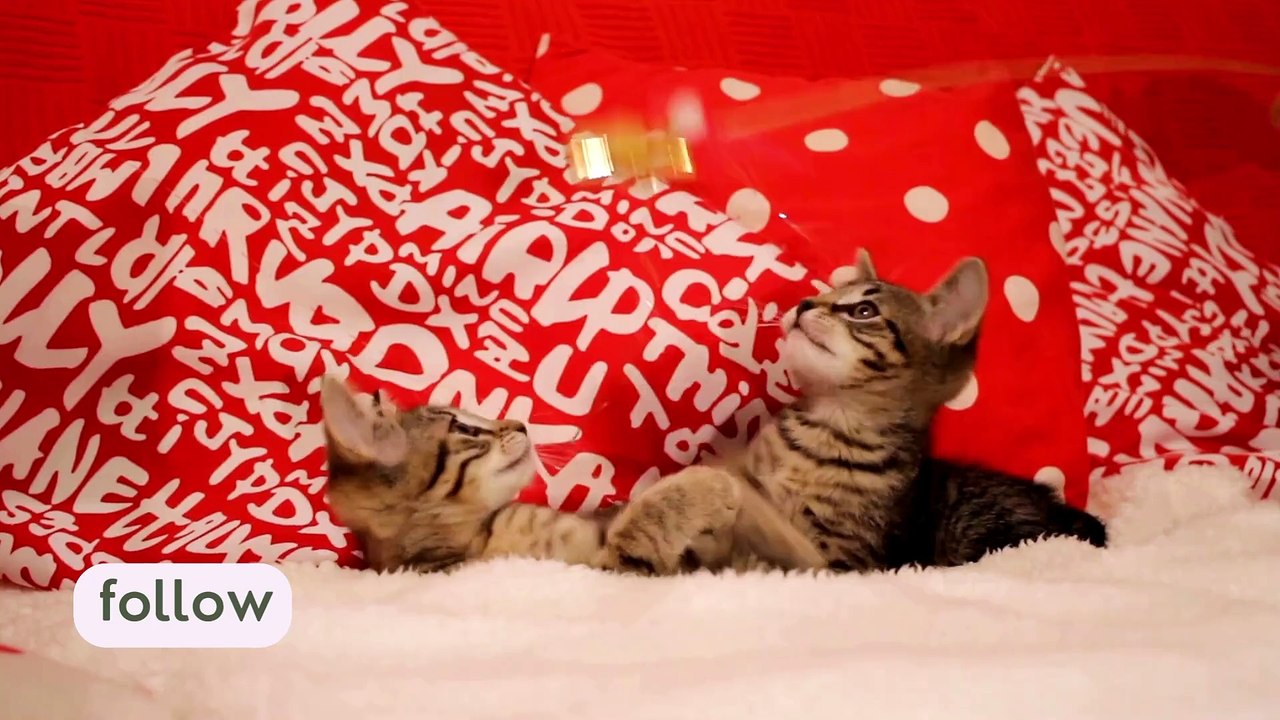Funny Kitten 05