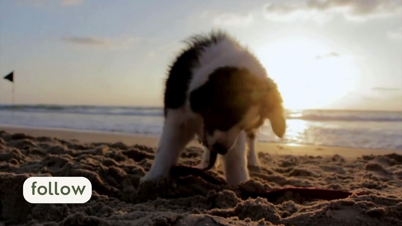 Cute Funny Puppy 01