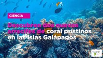 Descubren dos nuevos arrecifes de coral prístinos en las Islas Galápagos