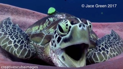 Turtle finds cozy coral