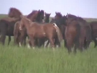 Echo Rouge, mise à l'herbe