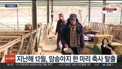 '어디 갔었소'…합천서 집 나갔던 암송아지 보름 만에 구조