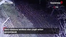 Nesli tükenme tehlikesi olan çizgili sırtlan görüntülendi