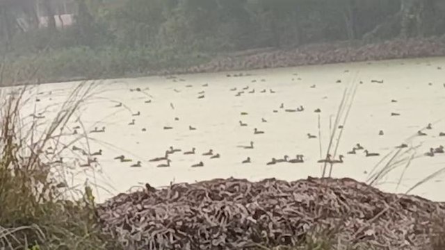 কলকাতা থেকে সামান্য দূরেই পরিযায়ী পাখির সঙ্গে দিন কাটানোর সেরা ঠিকানা জানেন?