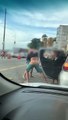 Homens são flagrados trocando socos e pontapés no Farol da Barra