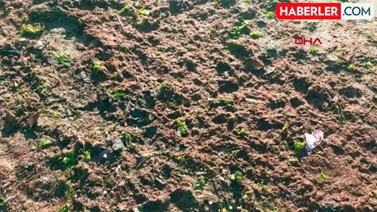 Tekirdağ'da Lodos Sonrası Sahil Yosunlarla Kaplandı