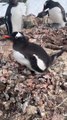 Penguins feeding their babies