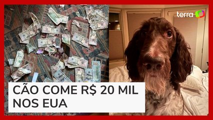 Cachorro come R$ 20 mil em dinheiro nos Estados Unidos