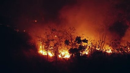 Desmatamento da Amazônia brasileira caiu pela metade em 2023