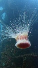 A Mesmerizing Lion's Mane Jellyfish