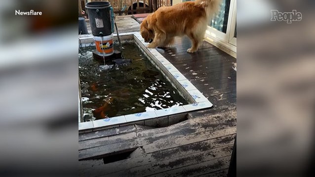 Video Shows Golden Retriever Rescuing Drowning Pigeon from Pond