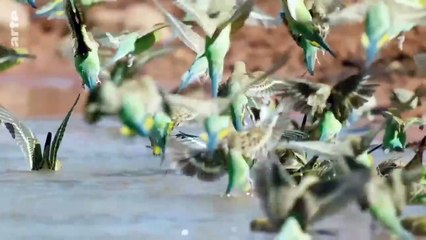 Des terres sculptées par les eaux _ Australie _ l'odyssée sauvage (3_3) _ ARTE