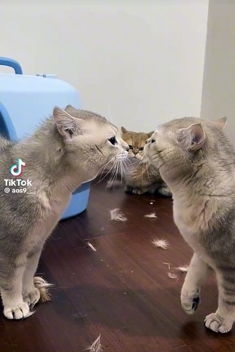 قطط