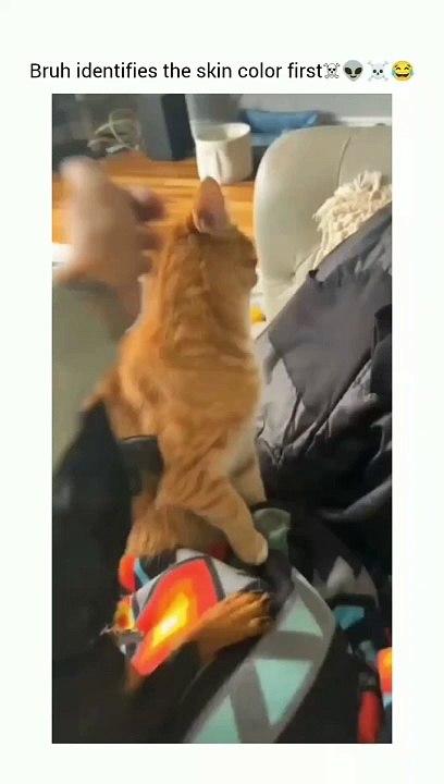 Funny cat dog animal videos on Instagram Tiktok #shorts #funnyanimals #مضحك