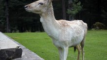 the wild life & its animals الحياة البرية