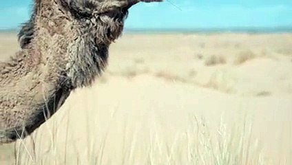 الجمل ما اجمله من مخلوق انه ، سفينة الصحراء ورمز القوة والتحمل  والوفاء