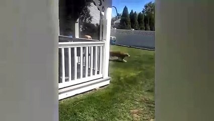 #ytshortsindia morsomt haha #comedys #babs #comedyshorts #cuteanimals #ytshortsindia​​​ #cutebaby #comdy #comedys #babs #comedyshorts #cuteanimalsytshortsindia #ytshortsindia 有趣哈哈 #cutebaby #comdycomedys #ba# Comedyshorts #cuteanimals#ytshortsindia#ytshor