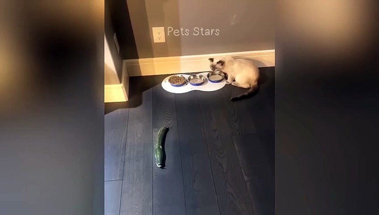 #ytshortsindia morsomt haha #comedys #babs #comedyshorts #cuteanimals #ytshortsindia​​​ #cutebaby #comdy #comedys #babs #comedyshorts #cuteanimalsytshortsindia #ytshortsindia 有趣哈哈 #cutebaby #comdycomedys #ba# Comedyshorts #cuteanimals#ytshortsindia#ytshor