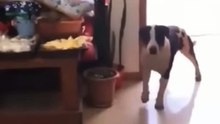 Un adorable - amigo peludo busca un hogar