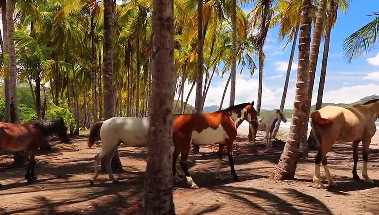 horses breach video Dailymotion