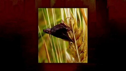 3 Casos Reales Extremadamente Oscuros Que Casi Nadie Conoce