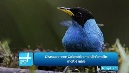 Oiseau rare en Colombie : moitié femelle, moitié mâle