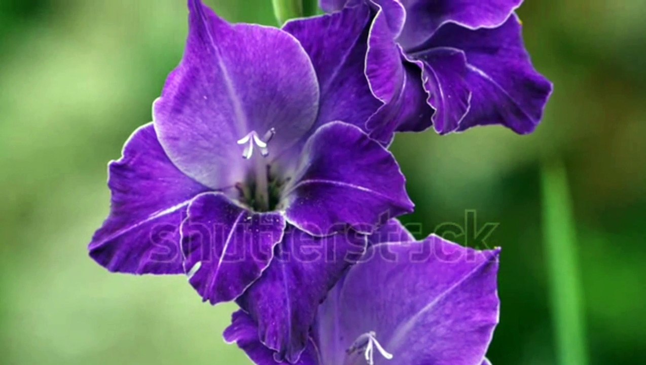 Beautiful gladiolus flower