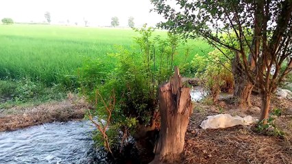 Irrigation Water Flowing through Canal