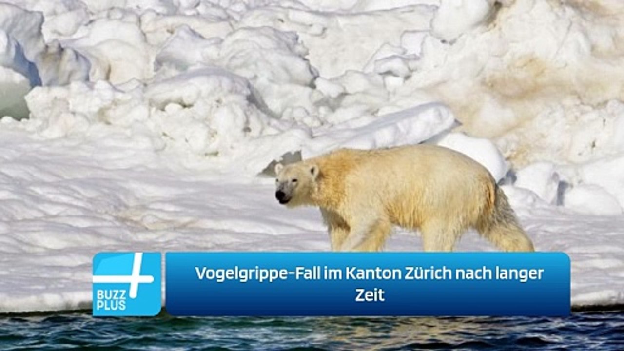 Vogelgrippe-Fall im Kanton Zürich nach langer Zeit