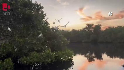 Kuş meraklılarının uğrak yeri Saloum Deltası